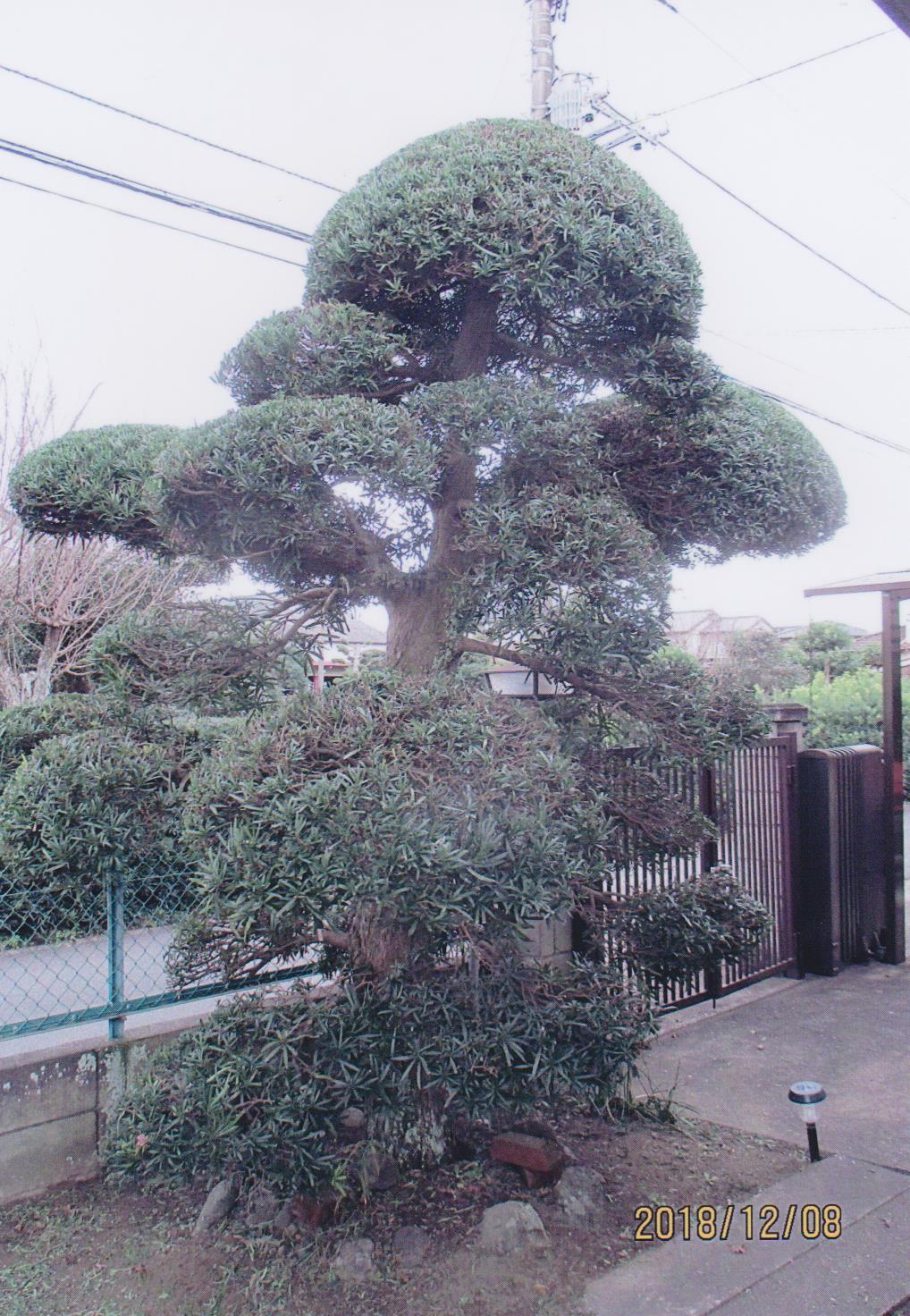 千葉県の庭木の剪定でおすすめの植木屋さん｜口コミや費用で比較 - ミツモア