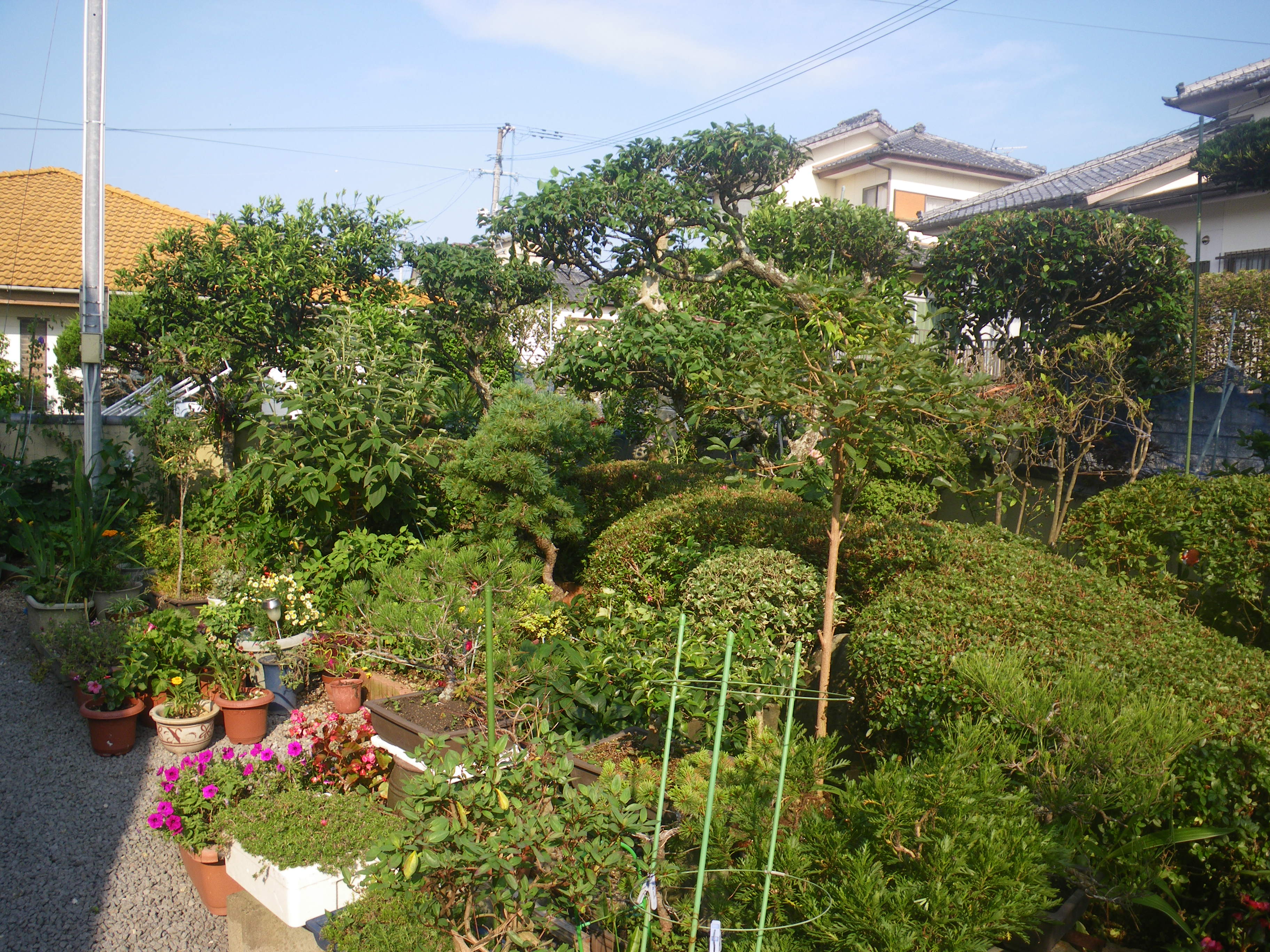 庭木の剪定でおすすめの植木屋さん｜口コミや費用で比較 - ミツモア