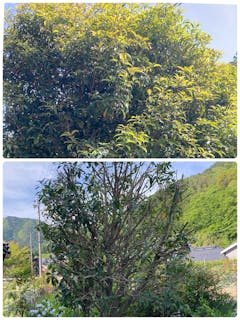 河村造園