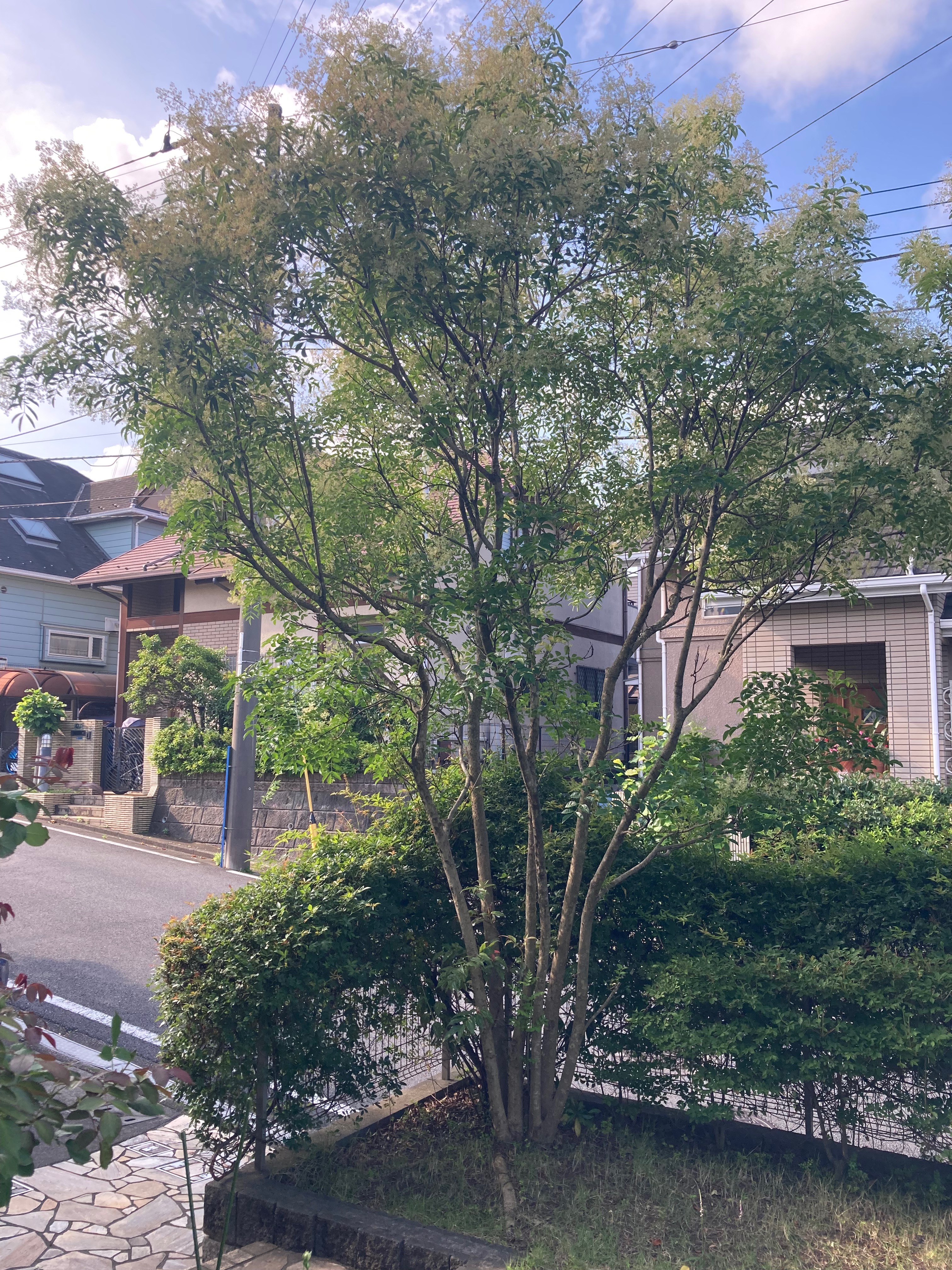 庭木 剪定 伐採 草刈り あなたのお庭を綺麗に致します！