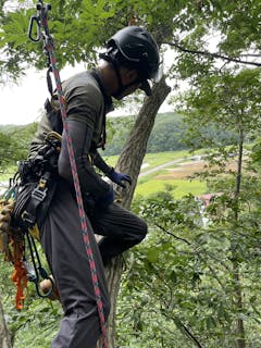 tree care arbor