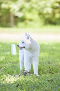 野村 いほり