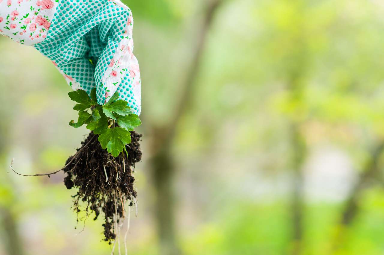 草むしり・草取り・除草｜料金や口コミでおすすめ業者を比較 - ミツモア