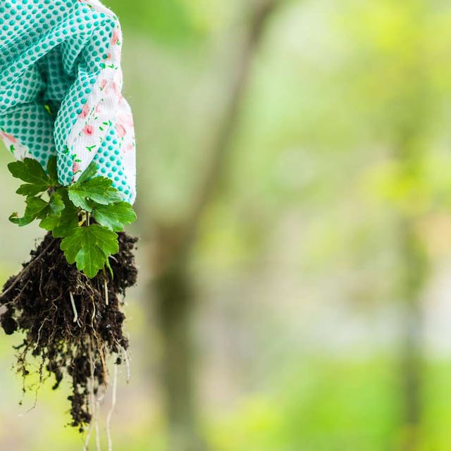草むしり 草取り 手作業 業者おすすめ12選 費用 口コミで比較 ミツモア