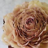 株式会社デザインフラワー花遊 東京都世田谷区北沢 株式会社デザインフラワー花遊 東京都世田谷区北沢