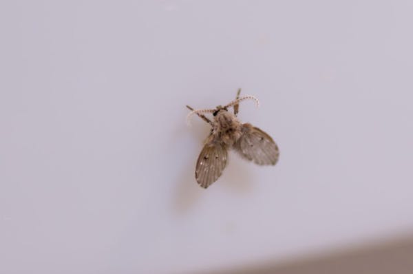家の中によくいる小さい虫は何 どこから出てくるの 種類一覧を確認して正しく駆除しよう 家の中によくいる小さい虫は何 どこから出てくるの 種類一覧を確認して正しく駆除しよう