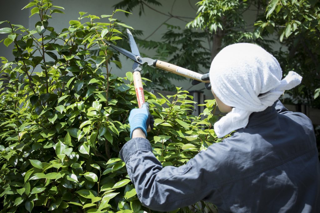 庭に植物を植えたい！おすすめの植物から庭づくりのコツまで解説