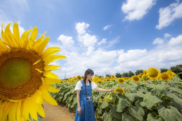 ヒマワリ 広角撮影 女性