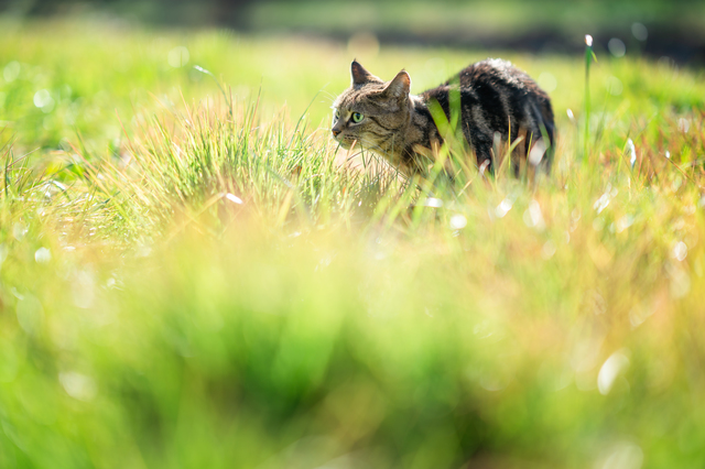 カメラマンが教える猫写真の撮り方・おすすめシーンのカメラ設定 