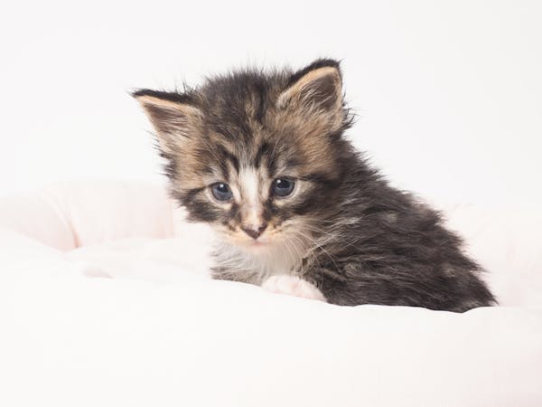 カメラマンが教える猫写真の撮り方 おすすめシーンのカメラ設定 ミツモア