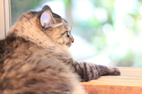 カメラマンが教える猫写真の撮り方 おすすめシーンのカメラ設定 ミツモア カメラマンが教える猫写真の撮り方 おすすめシーンのカメラ設定 ミツモア