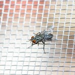 ハエの卵はいつどこに産みつけられる 発生させない環境作りが重要 ミツモア ハエの卵はいつどこに産みつけられる 発生させない環境作りが重要 ミツモア
