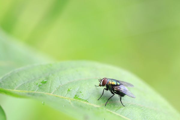 ハエの卵はいつどこに産みつけられる 発生させない環境作りが重要 ミツモア