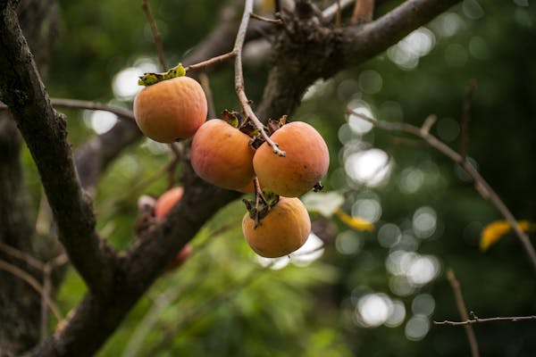 柿の木の剪定方法 剪定する時期とタイミングをわかりやすく解説 ミツモア 柿の木の剪定方法 剪定する時期とタイミングをわかりやすく解説 ミツモア
