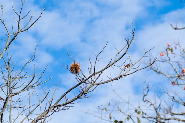 栗の木の剪定時期はいつ 成長段階ごとに最適な剪定方法を解説 ミツモア 栗の木の剪定時期はいつ 成長段階ごとに最適な剪定方法を解説 ミツモア