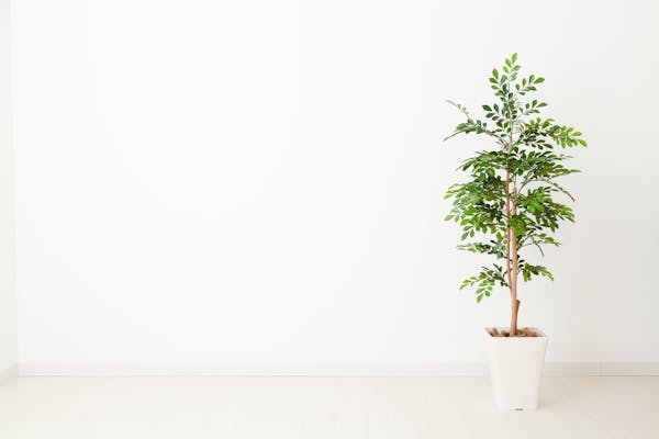 壁紙のヤニを落とす8つの道具と予防法を紹介します ミツモア 壁紙のヤニを落とす8つの道具と予防法を紹介します ミツモア