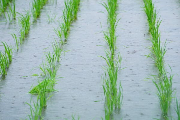 除草剤を雨の日に撒く際の注意点5つ