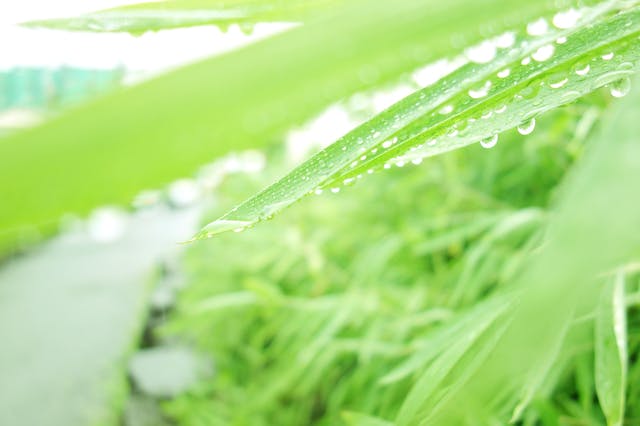 除草剤は雨でも効果あるの 雨の日に除草剤を使用する方法を解説 ミツモア