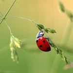 画像付き てんとう虫は大きく3種類 害虫 益虫の見分け方と駆除方法を徹底解説 ミツモア 画像付き てんとう虫は大きく3種類 害虫 益虫の見分け方と駆除方法を徹底解説 ミツモア