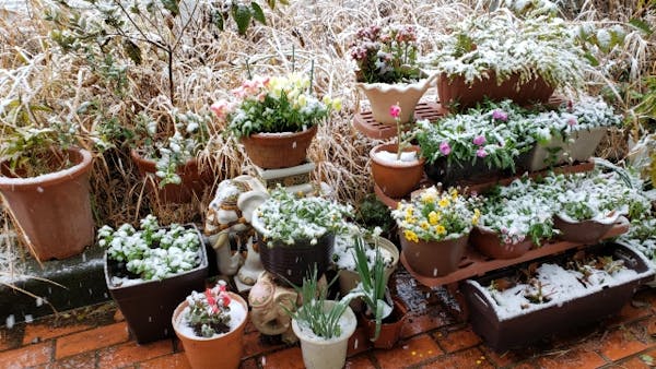 アブラムシの発生原因と駆除方法 予防方法を解説 無農薬でも対策できる アブラムシの発生原因と駆除方法 予防方法を解説 無農薬でも対策できる