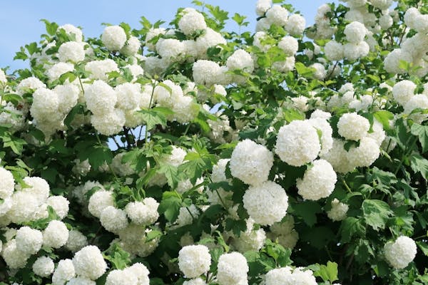 ビバーナムの育て方 開花時期の手入れ 剪定に要注意 スノーボール ティヌス ミツモア ビバーナムの育て方 開花時期の手入れ 剪定に要注意 スノーボール ティヌス ミツモア