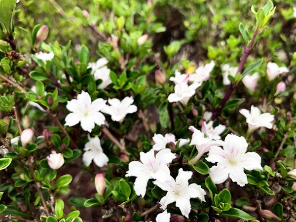 ハクチョウゲの育て方 剪定方法など手入れのコツまで徹底解説 ミツモア ハクチョウゲの育て方 剪定方法など手入れのコツまで徹底解説 ミツモア