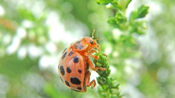 ニジュウヤホシテントウ