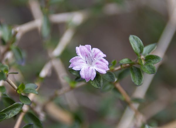 薄紫色の花を咲かせるハクチョウゲ