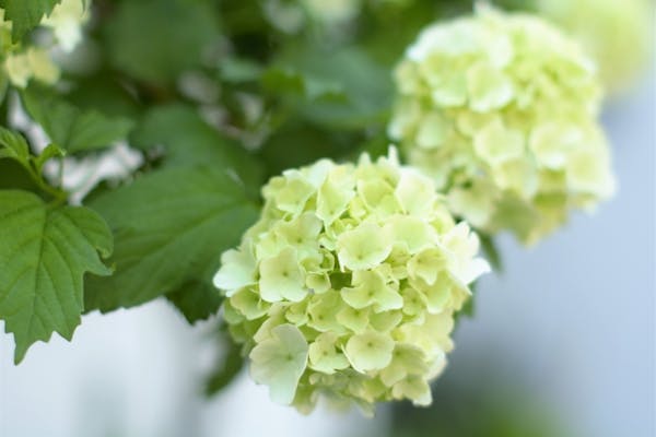 ビバーナムの育て方 開花時期の手入れ 剪定に要注意 スノーボール ティヌス ミツモア ビバーナムの育て方 開花時期の手入れ 剪定に要注意 スノーボール ティヌス ミツモア