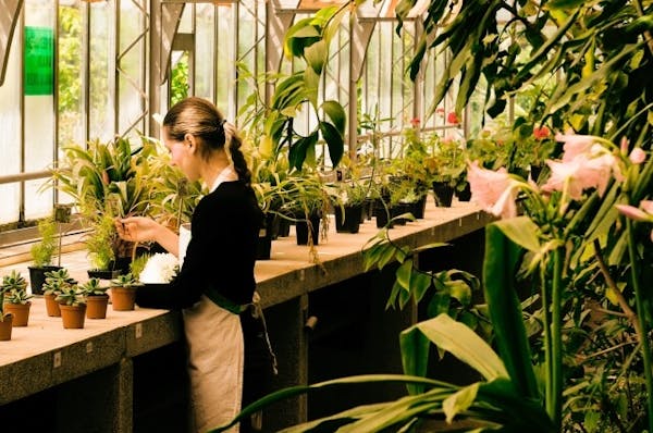 シルバープリペットの育て方 綺麗な花を咲かすには剪定時期の見極めが必須 ミツモア シルバープリペットの育て方 綺麗な花を咲かすには剪定時期の見極めが必須 ミツモア