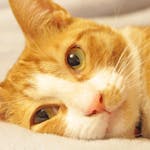 猫 ネコ がゴキブリを退治するって本当 食べるのは大丈夫 安全な対策3つも合わせて解説 ミツモア