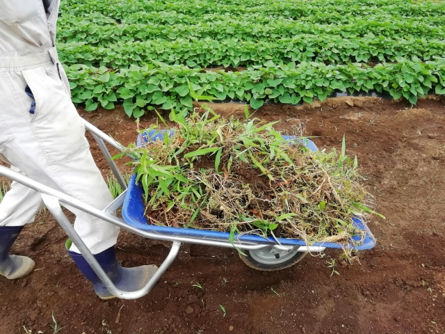 メヒシバ 雑草 が庭や畑にびっしり 特徴や駆除方法 予防対策を解説 ミツモア
