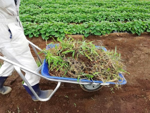 畑の雑草を処理する方法 根から抜くのがngな理由とは 畑の雑草を処理する方法 根から抜くのがngな理由とは