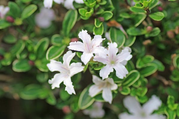 白い花を連続して咲かせるハクチョウゲ