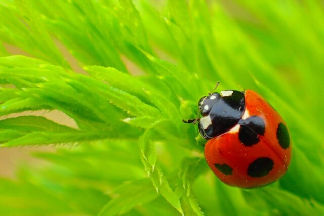 画像付き】てんとう虫は主に3種類！害虫・益虫の見分け方と駆除方法を解説！