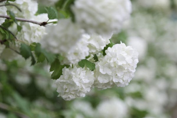 ビバーナムの育て方 開花時期の手入れ 剪定に要注意 スノーボール ティヌス ミツモア ビバーナムの育て方 開花時期の手入れ 剪定に要注意 スノーボール ティヌス ミツモア
