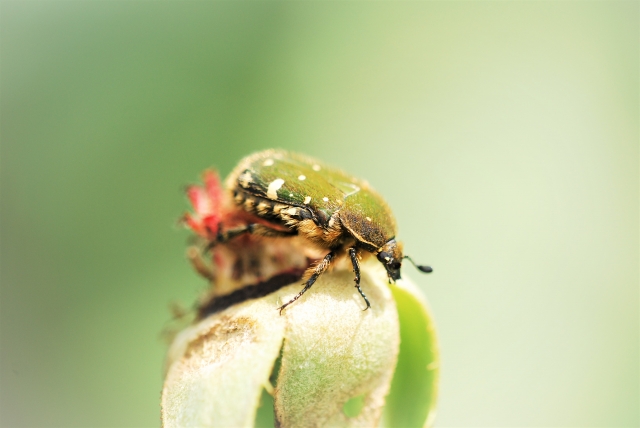 カナブンとコガネムシの見分け方！害虫はどちら？違うのは食べ物と見た目！