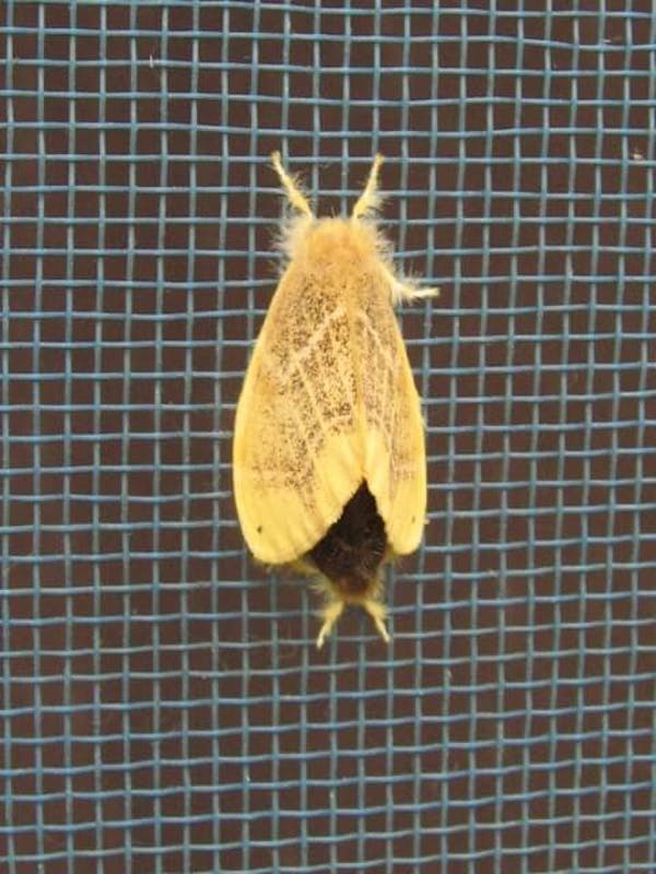 殺虫剤はng チャドクガの毛虫を駆除する方法 安全 確実な毒針対策を徹底解説 ミツモア 殺虫剤はng チャドクガの毛虫を駆除する方法 安全 確実な毒針対策を徹底解説 ミツモア