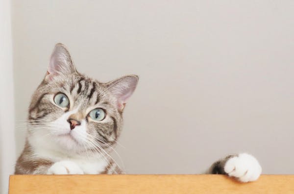 猫 ネコ がゴキブリを退治するって本当 食べるのは大丈夫 安全な対策3つも合わせて解説 ミツモア