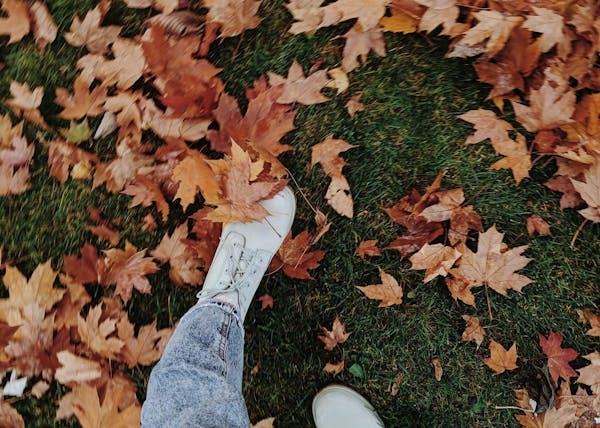 もみじの種類と見分け方とは 紅葉の仕組みや育てるポイントも解説 ミツモア もみじの種類と見分け方とは 紅葉の仕組みや育てるポイントも解説 ミツモア
