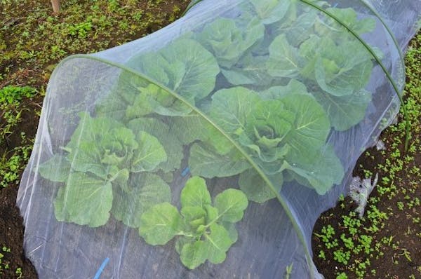 画像付き てんとう虫は大きく3種類 害虫 益虫の見分け方と駆除方法を徹底解説 ミツモア 画像付き てんとう虫は大きく3種類 害虫 益虫の見分け方と駆除方法を徹底解説 ミツモア
