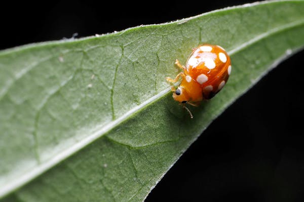 画像付き てんとう虫は大きく3種類 害虫 益虫の見分け方と駆除方法を徹底解説 ミツモア 画像付き てんとう虫は大きく3種類 害虫 益虫の見分け方と駆除方法を徹底解説 ミツモア