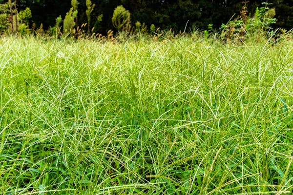 メヒシバ 雑草 が庭や畑にびっしり 特徴や駆除方法 予防対策を解説 ミツモア メヒシバ 雑草 が庭や畑にびっしり 特徴や駆除方法 予防対策を解説 ミツモア