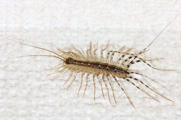ゲジゲジは益虫ってほんと 侵入を防ぐ方法や予防策などを解説 画像あり ミツモア ゲジゲジは益虫ってほんと 侵入を防ぐ方法や予防策などを解説 画像あり ミツモア