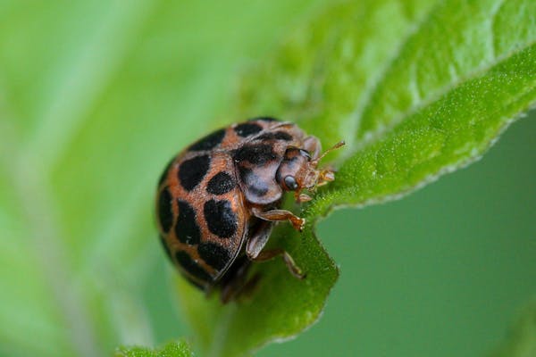 画像付き てんとう虫は大きく3種類 害虫 益虫の見分け方と駆除方法を徹底解説 ミツモア 画像付き てんとう虫は大きく3種類 害虫 益虫の見分け方と駆除方法を徹底解説 ミツモア