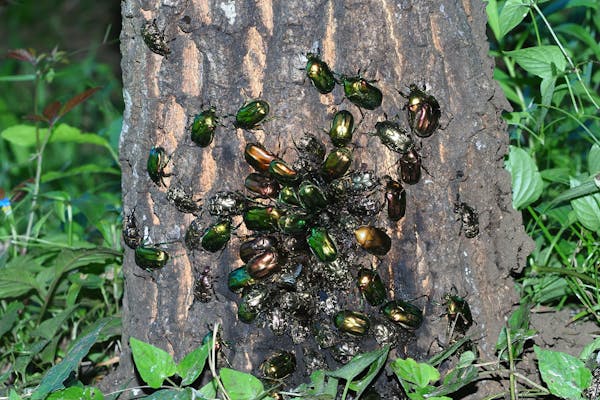 害虫はどっち カナブンとコガネムシの見分け方 違いは食べ物と見た目 ミツモア