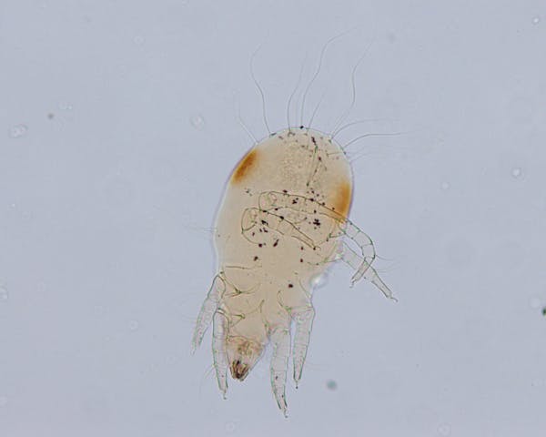 畳に発生する虫の種類と 駆除方法は 繁殖する原因をおさえてしっかり予防しよう 畳に発生する虫の種類と 駆除方法は 繁殖する原因をおさえてしっかり予防しよう