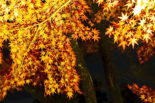 もみじの種類と見分け方とは 紅葉の仕組みや育てるポイントも解説 ミツモア もみじの種類と見分け方とは 紅葉の仕組みや育てるポイントも解説 ミツモア