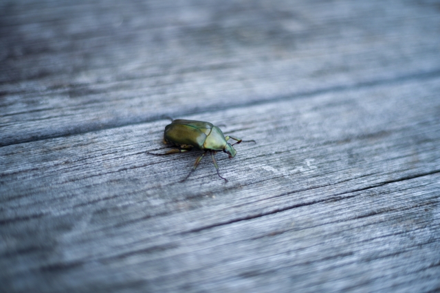 カナブンとコガネムシの見分け方！害虫はどちら？違うのは食べ物と見た目！