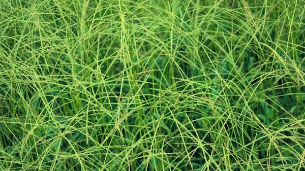 メヒシバ 雑草 が庭や畑にびっしり 特徴や駆除方法 予防対策を解説 ミツモア メヒシバ 雑草 が庭や畑にびっしり 特徴や駆除方法 予防対策を解説 ミツモア